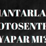 MANTARLAR FOTOSENTEZ YAPAR MI?