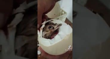 Devekuşu Yumurtadan Nasıl Çıkar