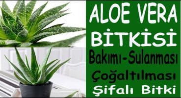 Aloe Vera bitki bakımı, sulanması ve çoğaltılması. Alovera bitki bakımı ve sulanması nasıl yapılır Bakım