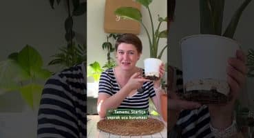 🎬 Starliçe yaprak ucu kuruması neden olur? videosu kanalda 👩🏼‍🌾 #bitkibakımı #strelitzia #shorts Bakım