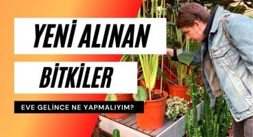 Yeni Bitkiler İçin Bakım Önerileri | Bitki Aldım Eve Geldim Ne Yapmalıyım? Bakım