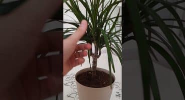 Dracena Marginata bitkisi bakımı ve bilinmesi gerekenler #Marginata #bitki Bakım