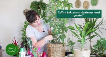 Şeflera (Schefflera arboricola) Bitki Bakımı ve Çoğaltılması Bakım
