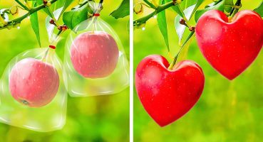 Meyve ve Sebze Yetiştirmenin Kolay Yolları 🌱 İçinizdeki Bahçıvan İçin Havalı Hack’ler