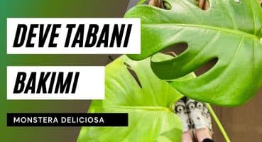 Deve tabanı bakımı ile ilgili pratik bilgiler 🍃 | Monstera deliciosa bakımı Bakım