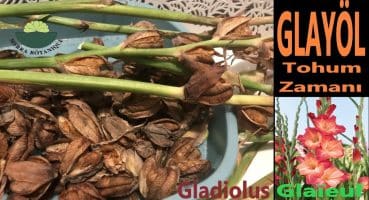 GLAYÖL TOHUMLARIMI TOPLADIM (Glaïeul – Gladiolus) -İlkbaharda bahçeme ekeceğim -Bitki Bakımı Bakım