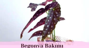 Begonia Maculata Bakımında Dikkat Etmeniz Gerekenler | Bitki Bakımı Bakım