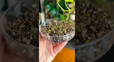 kaktüs tohumu çimlendirme pt 2 🌵 #seeds #gardening #bitkibakımı #cactusseeds #seedstarting #cacti Bakım