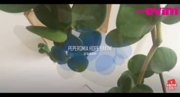 Peperomia Hope Nasıl Çoğaltılır, Bakımı Nasıl Yapılır? | Bitki Bakımı Bakım