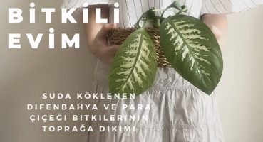 SUDA KÖKLENEN DİFENBAHYA SAKSIYA NASIL DİKİLİR? /BİTKİLİ EVİM-BİTKİ BAKIMI Bakım