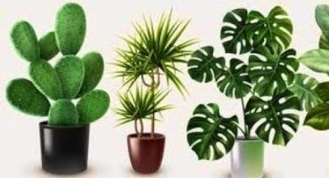 Bitkilerim neden ölüyor-Ev Bitki Bakımı-Wie erweckt man eine sterbende Pflanze wieder zum  Leben Bakım