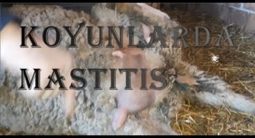 Koyun mastitis neden olur?