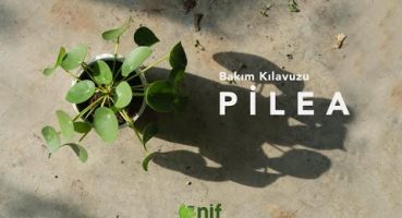 Pilea Bitkisi Bakımı ve Saksılaması Bakım