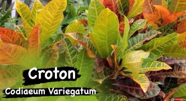 Kroton bakımındaki püf noktalar neler?? #croton #crotonplantcare #kroton #bitkibakımı Bakım