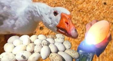 Bu Kaz Soyu Resmen Canavar💯Kaz Yumurtası Kontrolü Nasıl Yapılır?Kaz Sezonu ve Kaz Yumurtaları💯#kaz