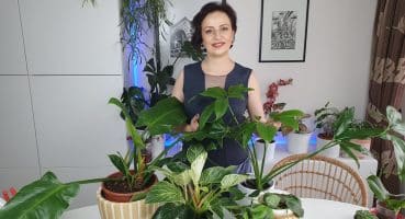 Philodendron Bitki Bakımı | Kil Bilye Dikimi Bakım