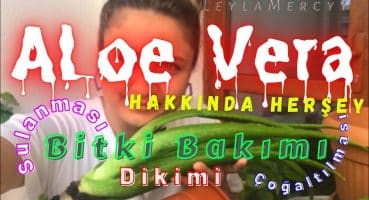 Aloe Vera Bakımı | Bitki Bakımı Sağlıklı Büyütme Toprak Değiştirme Sulama Bakım