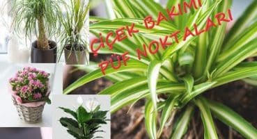 Evde Bahçede Bitki Bakımının Püf Noktaları | Kolay Bitki Bakımı Önerileri, çiçek bakımı nasıl olur Bakım