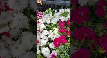 Karanfil Çiçeği Bakımı     #SHORTS #karanfil #bitkibakımı #çiçekbakımı #flowers #flowercare Bakım