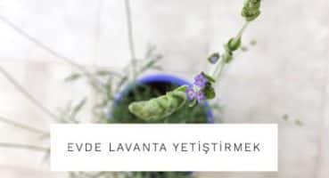 Evde Lavanta Yetiştirelim / Evde Bitki Bakımı Nasıl Yapılır? Bakım