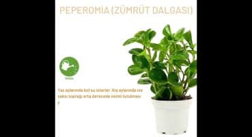 PEPEROMİA ZÜMRÜT DALGASI BAKIMI #bitkibakımı Bakım