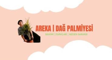 Areka ve Dağ Palmiyesi Farkları | Bakımı | Yaprak Sararması Nedeni #areka #dağpalmiyesi #bitkibakımı Bakım