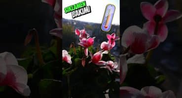 Sıklamen Bakımı🌸 #cyclamen #çiçekbakımı #bitkibakımı #mevsimlikçiçekbakımı #youtubeshorts Bakım