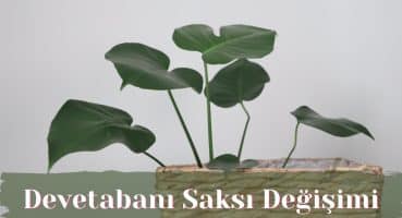 Devetabanı (Monstera) Saksısı Nasıl  Değiştirilir? | Bitki Bakımı Bakım