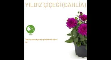 YILDIZ ÇİÇEĞİ DAHLİA BAKIMI #bitkibakımı Bakım