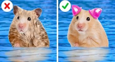 Kartondan DEVASA Rengârenk Hamster Evi 🐹 || Sevimli Evcil Hayvanınız için KENDİN YAP Labirent!