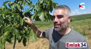 Çanakkale Gelibolu Çokal Köyü  Satılık Arsa Tarla  Arazi Satılık Arsa