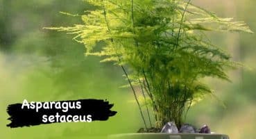 Tül kuşkonmaz bitkisi neden sararır? Tüm detayları ile bakım bilgileri #kuşkonmaz #asparagussetaceus Bakım