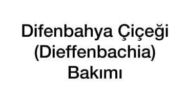 DİFENBAHYA NEDEN YAPRAK DÖKER. Difenbahya bakımı #difenbahya#yaprakdökme#bitkibakımı#salonbitkisi Bakım