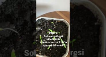 Domates Tohum çıkışı /#bitkibakımı #tohum  #vlog Bakım