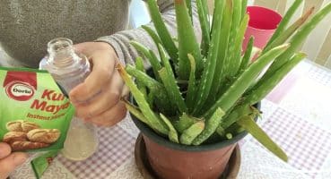 #Aloevera Aloe Vera bitkisinin Faydaları/Bitki Bakımı Nasıl yapılır🪴🪴🪴 Bakım