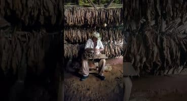 Küba’da puro nasıl yapılır