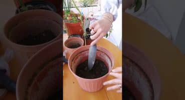 Çiçek Saksı Değişimi Nasıl Yapılır? (Bitki Bakımı) Mutfak Tezgahına Slikon Dolgu Nasıl Yapılır? Vlog Bakım