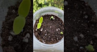Salatalık tohumları 16 Nisan ekim, 30 Nisan tarihli durumu👍 #bitkibakımı  #vlog #tohum Bakım