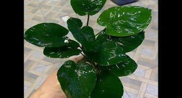 Anubias bitkisi bakımı (Budama + Çoğaltma) – (Anubias Plant Pruning) Bakım