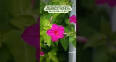 #plantlover #bitki #seedstarting #plantpolice #tohum #plants #tohum #gardening #bitkibakımı #nature Bakım