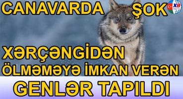 Canavarlarda xərçəngdən ölməməyə imkan verən genlər tapıldı Fragman İzle