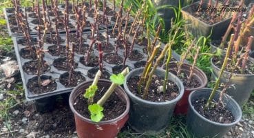 Sardunya Bahçede Yetişir Mi?, Sardunya Budama ve Çoğaltma, Sardunya Yetiştirme, Çiçek Çoğaltma Bakım