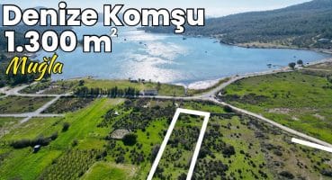 Denize 50 Metre Mesafede 1.300 m2 Muhteşem Fırsat Muğla Milas E-557 Satılık Arsa