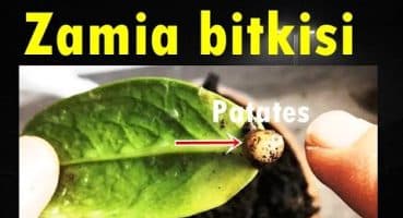 Zamia bitkisinin bakımı, çoğaltması ve yaşadığım tecrübeler. (Zambia, Zamia, Zamioculcas) Zeze bitki Bakım