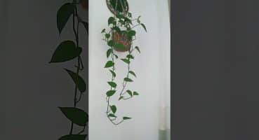 #bitki #bitkibakımı #plants #plantlover #plantdecor #decoration #knit #patos Bakım