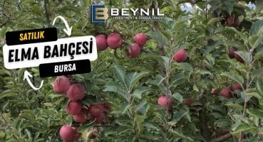 Bursa Büyükorhan İsmetiye Satılık Elma bahçesi Satılık Arsa