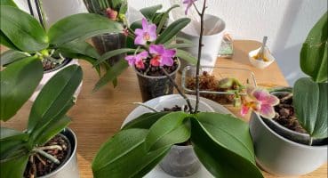 Köksüz Topraksız Orkideyi saksı değişimsiz Bakım yaptım😎 Bakım