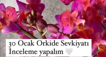 30 OCAK ORKİDE SEVKİYATI YENİ GELEN ÇEŞİTLER İTHAL ORKİDELER Bakım