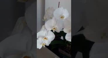 Orkidelerim. Bakım