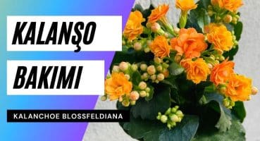Kalanşo Çiçeği Bakımı ve Çiçek Açtırma Yöntemi 🍃 Bakım